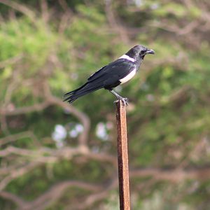 Pied crow