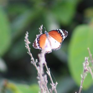 African tiger - Danaus c. chrysippus