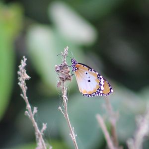 African tiger - Danaus c. chrysippus