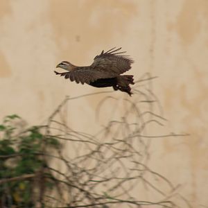 Double-spurred francolin