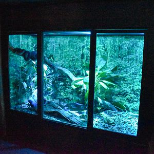 Renovated Carpet Python Enclosure