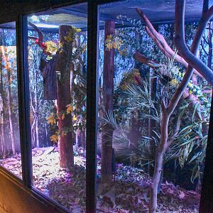 Feathertail Glider Enclosure