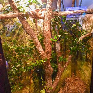 Spotted Python Enclosure