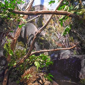 New Cunningham's Skink Enclosure