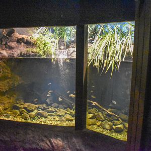 Rainbowfish Enclosure