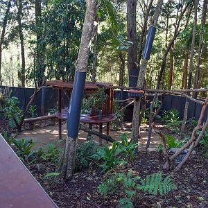 New Lumholtz's Tree-Kangaroo Enclosure