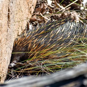 Short-beaked Echidna