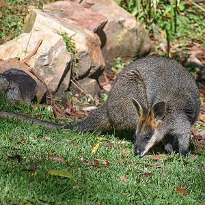 Swamp Wallaby