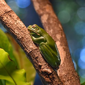 White-lipped Tree Frog