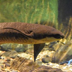 Queensland Lungfish