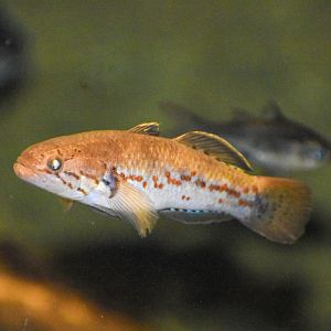 Southern Purple-spotted Gudgeon