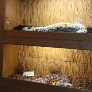 Gaboon Viper Display