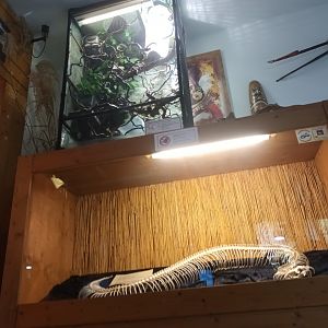 Gaboon Viper Display and Veiled Chameleon Habitat