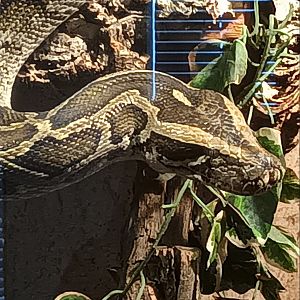 Burmese Python closeup