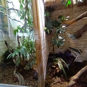 Banded Iguana and Panther Chameleon Habitats