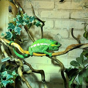 Panther Chameleon