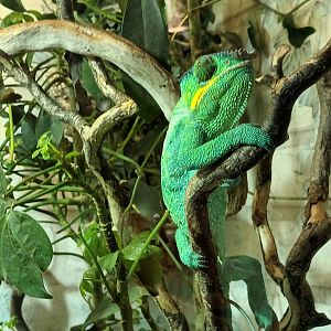Panther Chameleon