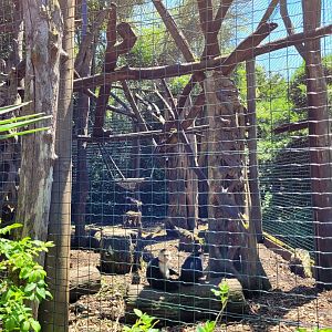 White-faced capuchin exhibit -Zoo d'Asson (2022)