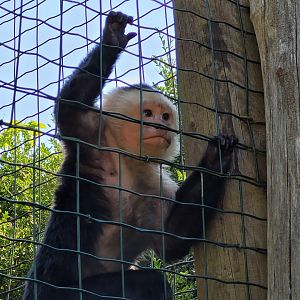 White-faced capuchin -Zoo d'Asson (2022)