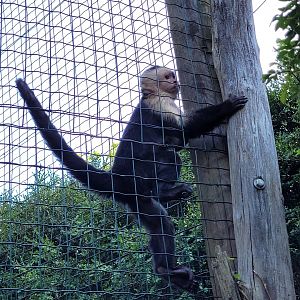 White-faced capuchin -Zoo d'Asson (2022)