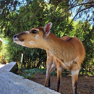 Western sitatunga "Whisky" -Zoo d'Asson (2022)