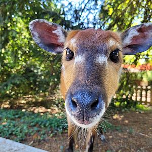 Western sitatunga "Whisky" -Zoo d'Asson (2022)