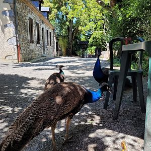 Indian peafowl -Zoo d'Asson (2022)