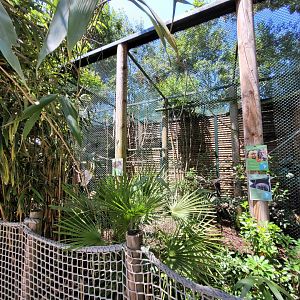 White-faced saki, Bearded emperor tamarin and St.Vincent agouti exhibit -Zoo d'Asson (2022)