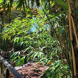 Guira cuckoo and Scarlet ibis exhibit -Zoo d'Asson (2022)