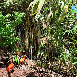 Guira cuckoo and Scarlet ibis exhibit -Zoo d'Asson (2022)