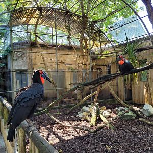 Southern ground hornbill exhibit -Zoo d'Asson (2022)