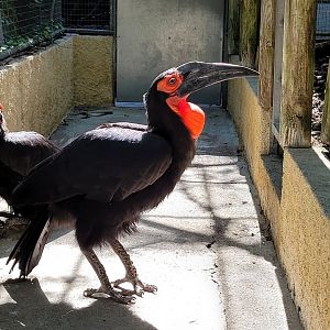 Southern ground hornbill -Zoo d'Asson (2022)