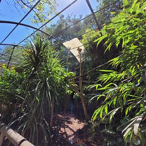 Scarlet macaw and Nicobar pigeon exhibit -Zoo d'Asson (2022)