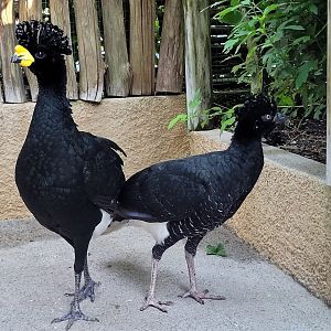 Yellow-knobbed curassow -Zoo d'Asson (2022)