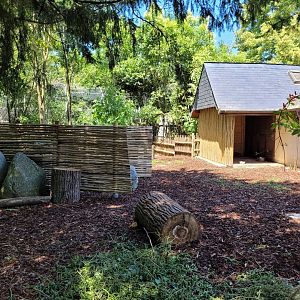 West African pygmy goat exhibit -Zoo d'Asson (2022)