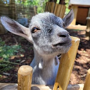 West African pygmy goat -Zoo d'Asson (2022)