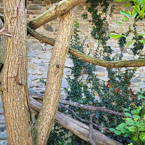 Chaco owl exhibit -Zoo d'Asson (2022)