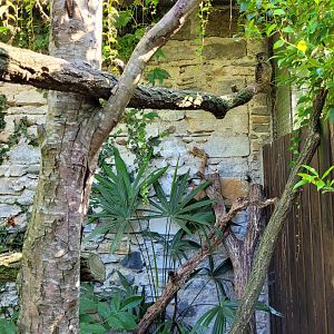 Chaco owl exhibit -Zoo d'Asson (2022)