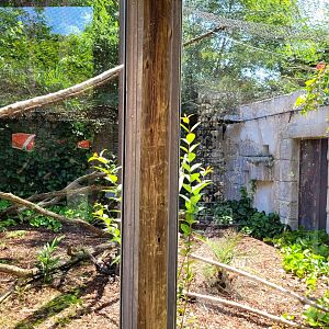 Ocelot exhibit -Zoo d'Asson (2022)