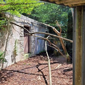 Ocelot exhibit -Zoo d'Asson (2022)