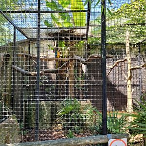 Blue-and-gold macaw exhibit -Zoo d'Asson (2022)