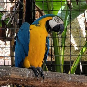 Blue-and-gold macaw -Zoo d'Asson (2022)