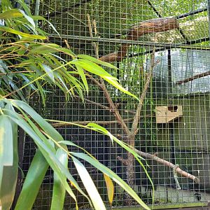 Double yellow-headed amazon -Zoo d'Asson (2022)