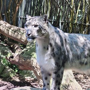 Snow leopard -Zoo d'Asson (2022)