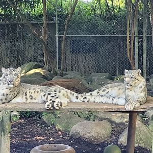 Snow leopard -Zoo d'Asson (2022)