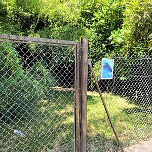 Western blue duiker exhibit -Zoo d'Asson (2022)