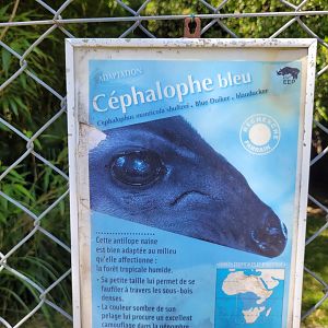 Western blue duiker sign -Zoo d'Asson (2022)