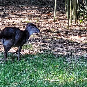 Western blue duiker -Zoo d'Asson (2022)