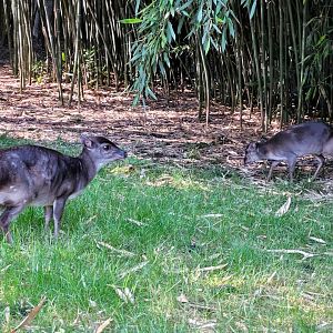 Western blue duiker -Zoo d'Asson (2022)