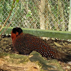 Satyr tragopan -Zoo d'Asson (2022)